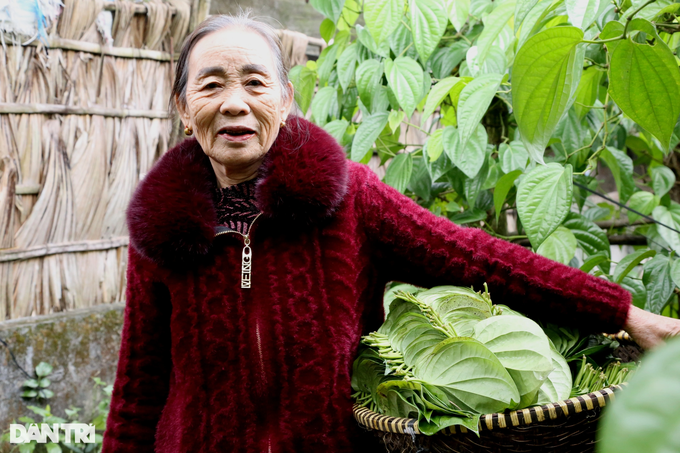 Planting a type of tree that leads to the king, farmers are tired of picking leaves to count money during Tet - 3