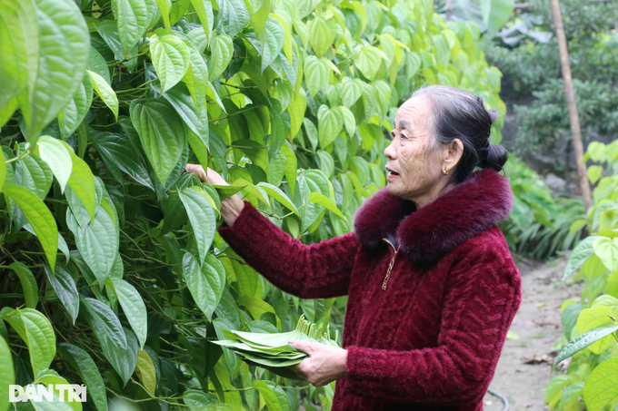 Planting the king's tree, farmers are tired of picking leaves to count money during Tet - 1