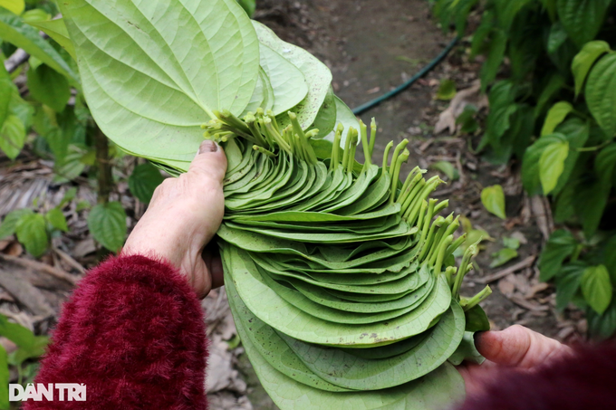 Planting a type of tree that leads to the king, farmers are tired of picking leaves to count money during Tet - 4