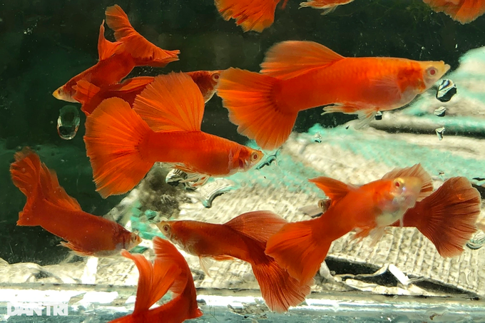 Bank employees spend 5 million to raise colorful fish, 5 years to become a billionaire - 2