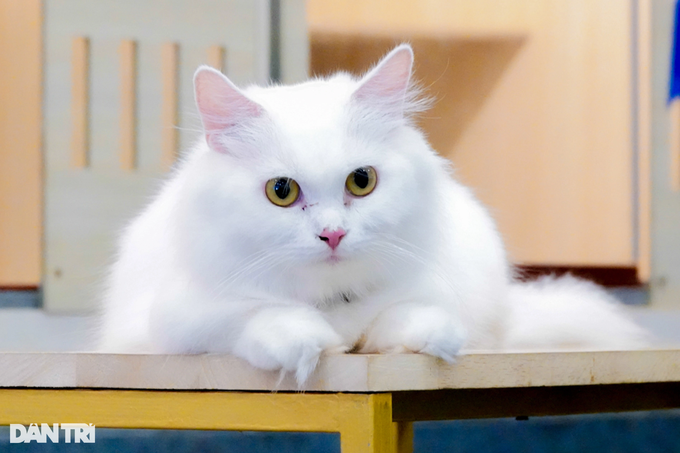 The guy spent more than 200 million VND to open a cat cafe for guests to caress - 3