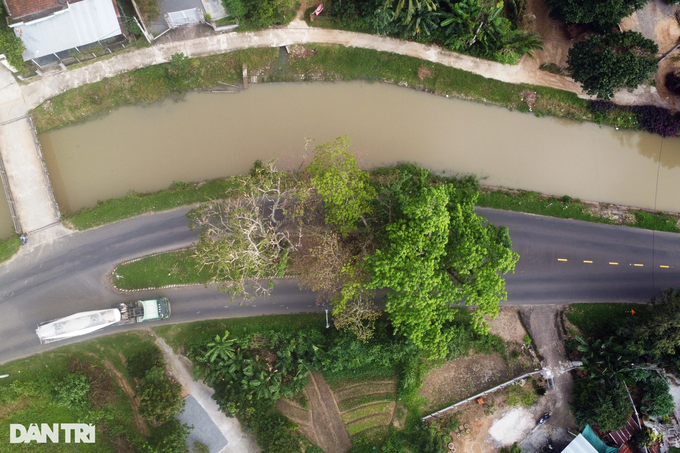 Vì sao làm đường phải né 3 cây sộp trăm tuổi ở Phú Yên? - 4