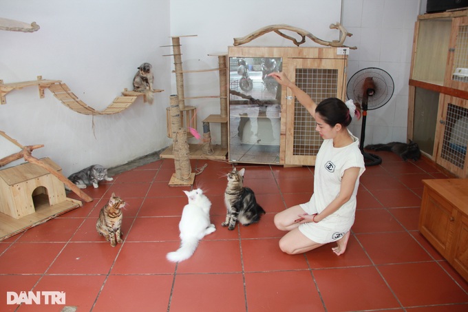 Trào lưu nuôi mèo quý tộc đi may bay từ châu âu về Việt Nam - 3