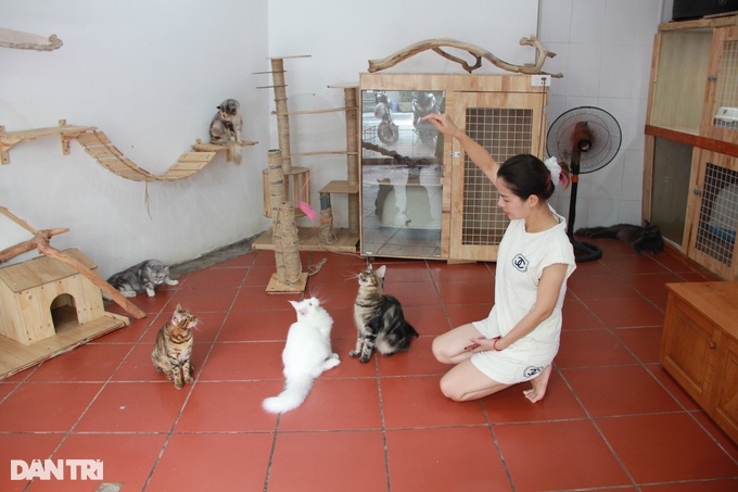 Trào lưu nuôi mèo quý tộc đi may bay từ châu âu về Việt Nam - 3 Trào lưu nuôi mèo quý tộc đi may bay từ châu âu về Việt Nam - 3