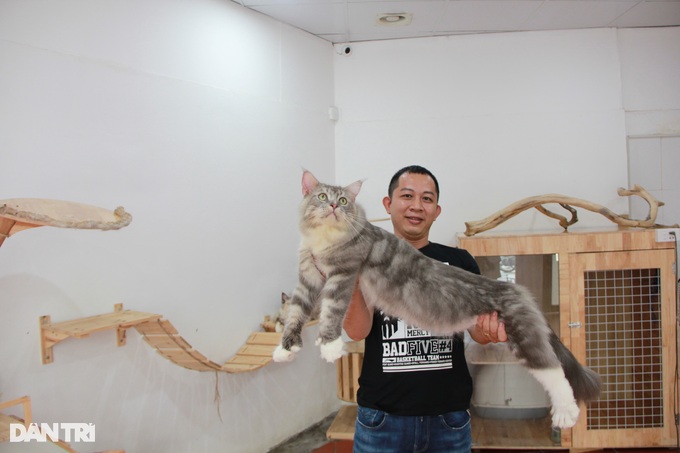 Trào lưu nuôi mèo quý tộc đi may bay từ châu âu về Việt Nam - 7 Trào lưu nuôi mèo quý tộc đi may bay từ châu âu về Việt Nam - 7