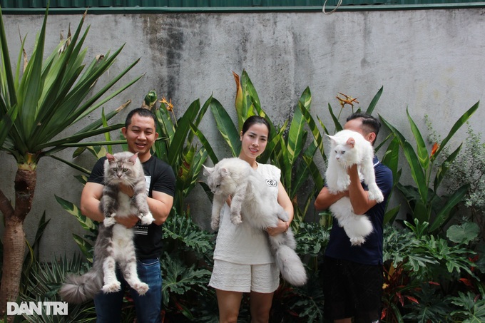 Trào lưu nuôi mèo quý tộc đi máy bay từ châu Âu về Việt Nam - 2