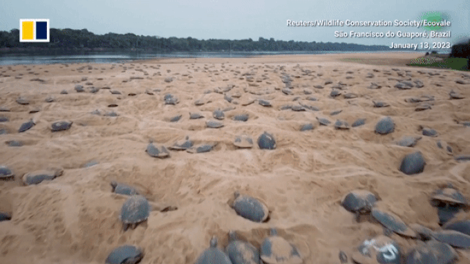 Khoảnh khắc ngoạn mục ghi cảnh hàng trăm nghìn con rùa non nở trên bờ sông - 1