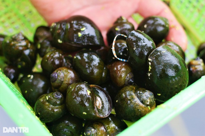 Raising black specialties, eating all cheap things, the farmer lives well - 2 Raising black specialties, eating all cheap things, the farmer lives well - 2