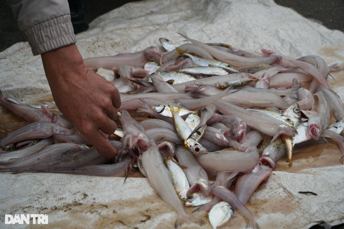 Fishermen hunt fish and potatoes, earn millions on New Year's Day - 2