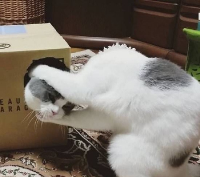 Chú mèo đang trình diễn màn ảo thuật… cưa đứt đầu. Chú mèo đang trình diễn màn ảo thuật… cưa đứt đầu.
