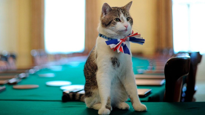 Con mèo quyền lực nhất dinh thủ tướng Anh - 5