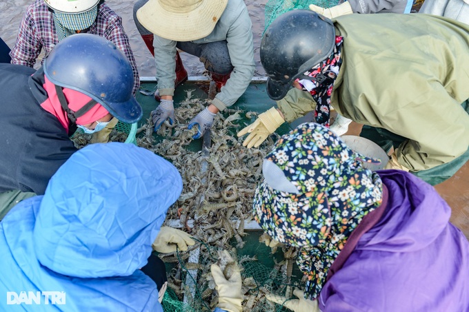 Hunting mantis shrimp at the beginning of the year, fishermen earn millions every day - 6