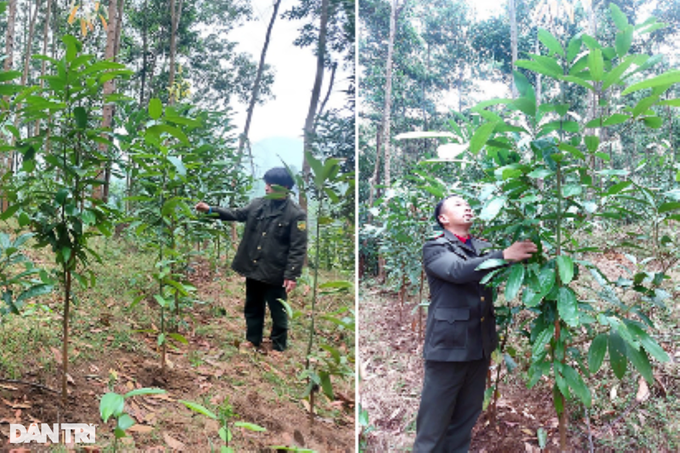 Revive the symbolic tree of Phu Quy land in the 90s - 6