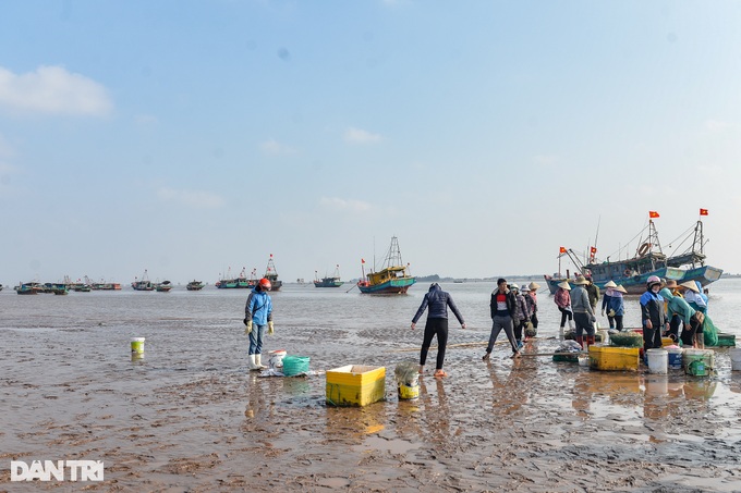 Hunting mantis shrimp at the beginning of the year, fishermen earn millions every day - 1 Hunting mantis shrimp at the beginning of the year, fishermen earn millions every day - 1