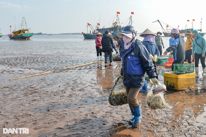 Hunting mantis shrimp at the beginning of the year, fishermen earn millions every day - 3