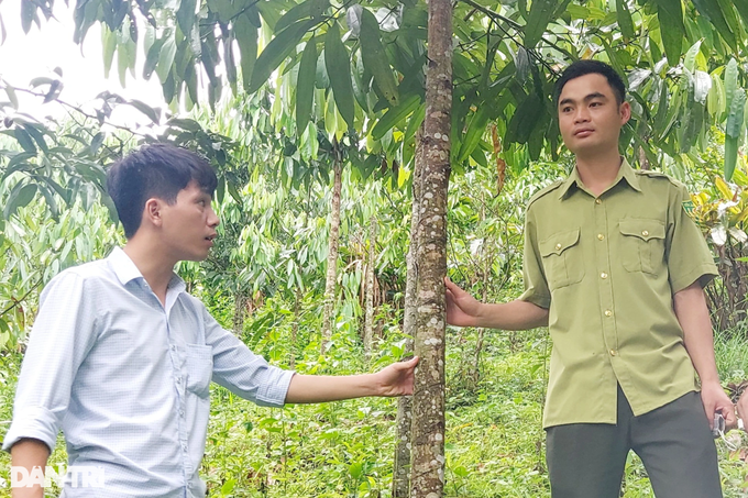 Revive the iconic tree of Phu Quy land in the 90s - 3