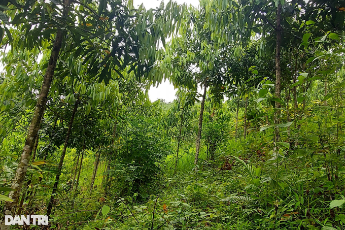 Revive the symbolic tree of Phu Quy land in the 90s - 4