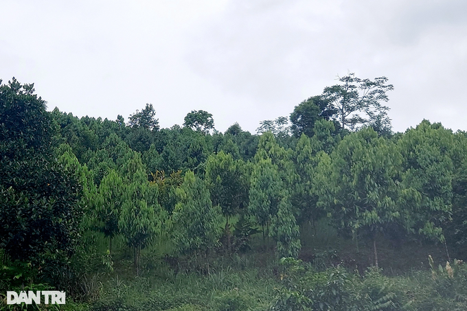 Revive the symbolic tree of Phu Quy land in the 90s - 1