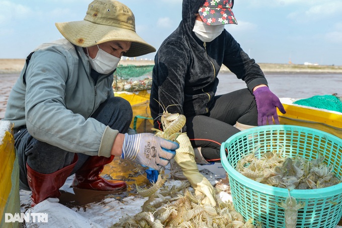 Hunting mantis shrimp at the beginning of the year, fishermen earn millions every day - 8 Hunting mantis shrimp at the beginning of the year, fishermen earn millions every day - 8