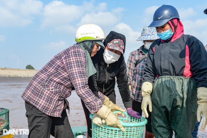 Hunting mantis shrimp at the beginning of the year, fishermen earn millions every day - 5