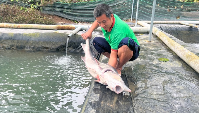 Raising big cold water fish to collect billions makes everyone admire - 1