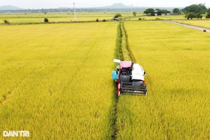 Người đưa giống gạo ngon nhất thế giới về trồng dưới chân núi lửa - 5 Người đưa giống gạo ngon nhất thế giới về trồng dưới chân núi lửa - 5