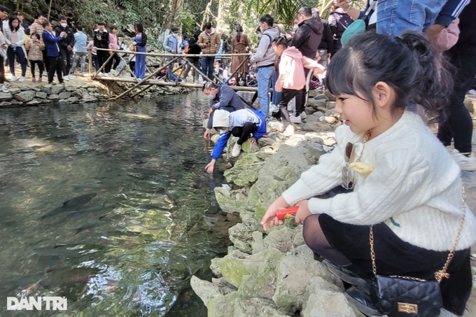 Crowded to admire thousands of giant fish in Thanh Hoa - 4