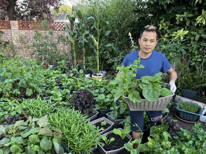 Ông bố Việt làm vườn di động hơn 100 loại rau, nấu đủ món đón Tết ở Anh - 4