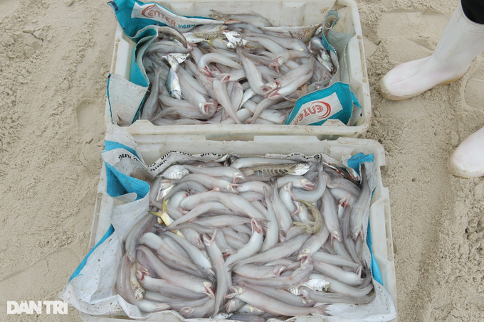 Earn tens of millions of dong per sea trip thanks to soft fish like porridge - 2