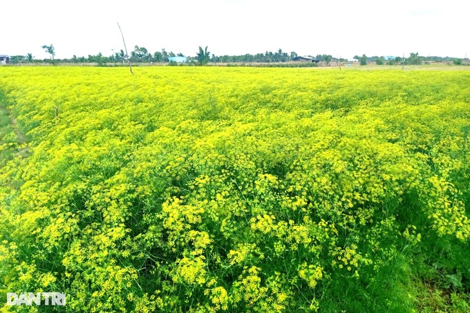 Planting bright yellow flowers for seeds in the land of Duke of Bac Lieu, a capital earns ten profits - 2