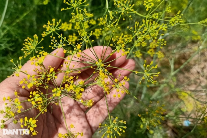 Planting bright yellow flowers for seeds in the land of Bac Lieu Prince, a capital of ten profits - 4