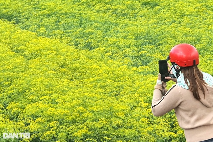 Planting bright yellow flowers for seeds in the land of Duke of Bac Lieu, a capital of ten profits - 1