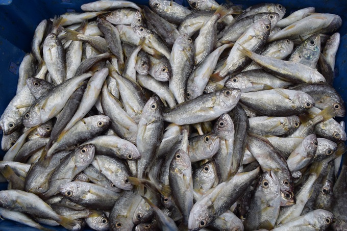 Consecutively winning big catches, fishermen make hundreds of millions - 3