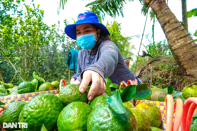 Mùa cam đắng, giá rớt kỷ lục chỉ... 1.000 đồng/kg, nông dân khóc ròng - 5