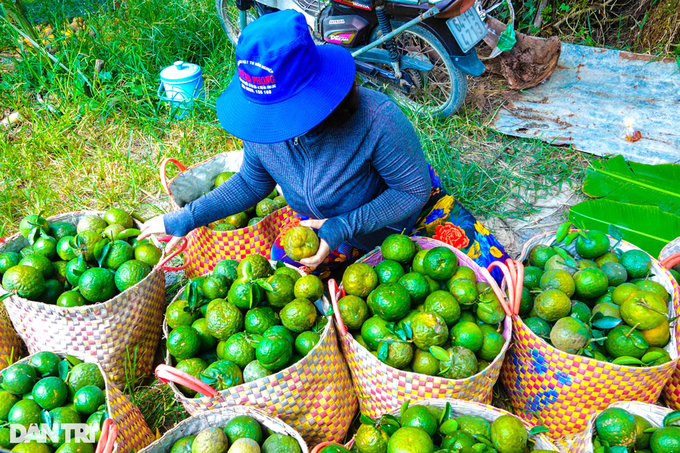 Mùa cam đắng, giá rớt kỷ lục chỉ... 1.000 đồng/kg, nông dân khóc ròng - 6