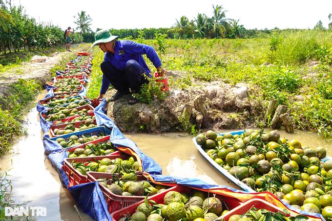 Mùa cam đắng, giá rớt kỷ lục chỉ... 1.000 đồng/kg, nông dân khóc ròng - 1