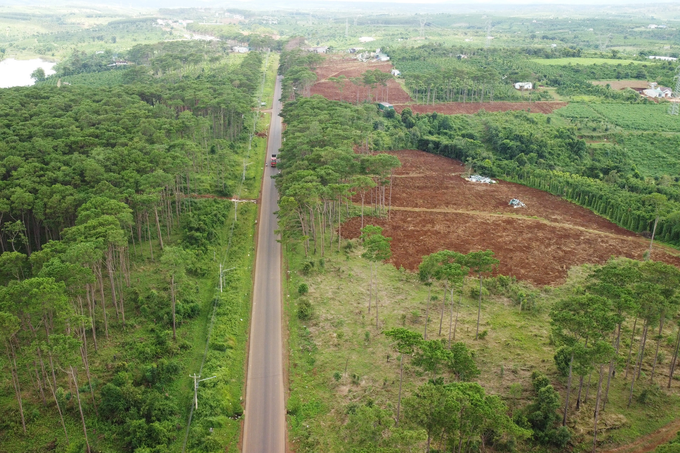 Hàng nghìn cây thông non bị hủy hoại trên đất rừng vừa thu hồi - 1