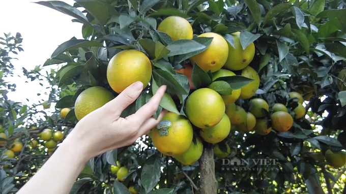 Growing poisonous and strange umbilical oranges, the farmer has a billion-dollar property - 2