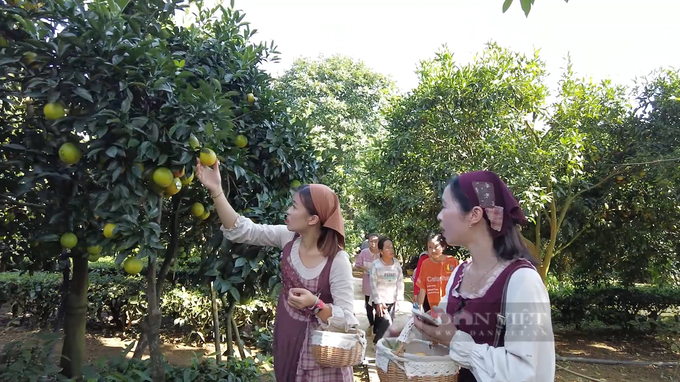 Growing poisonous and strange umbilical oranges, the farmer has a billion-dollar property - 3