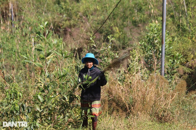 Go to the forest to collect buds and sell them, earn half a million dong a day - 1