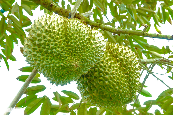Durian exported abroad increased to a record price, farmers immediately profited billions - 2