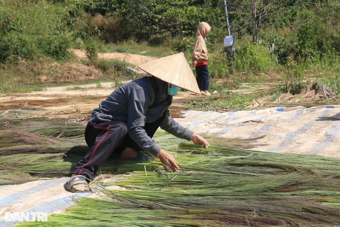 Go to the forest to collect buds and sell them, earn half a million dong a day - 4