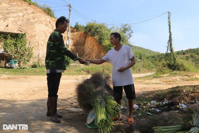 Go to the forest to collect buds and sell them, earn half a million dong a day - 3