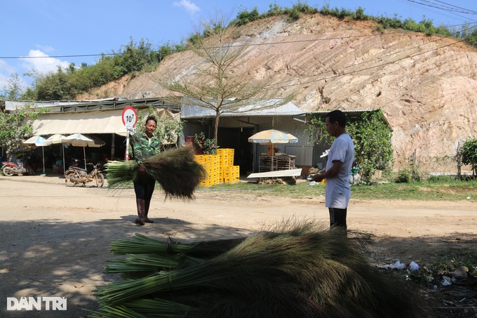 Go to the forest to collect buds and sell them, earn half a million dong a day - 2