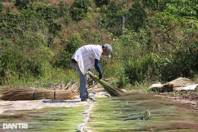 Going to the forest to collect buds and sell them, earn half a million dong a day - 5