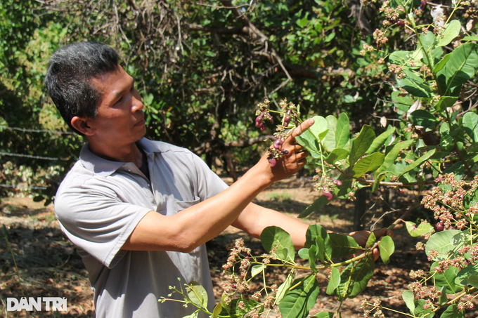 Village director collects billions by processing cashews, planting Bat Do bamboo - 3