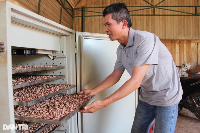 Village director collects billions by processing cashews and planting Bat Do bamboo - 1