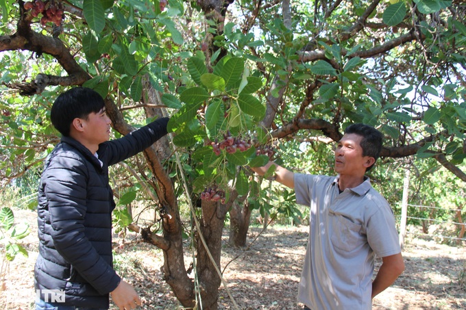 Village director collects billions by processing cashews and planting Bat Do bamboo - 2