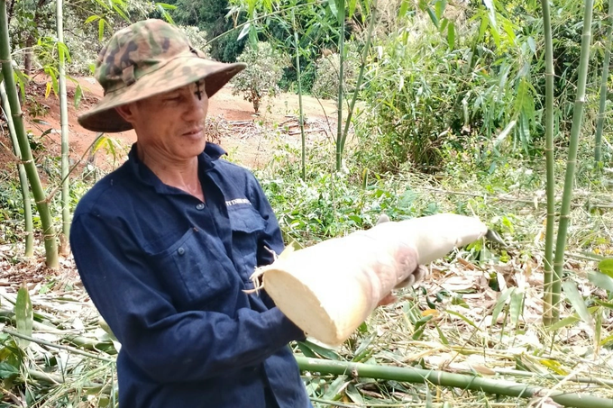 Village director collects billions by processing cashews and planting Bat Do bamboo - 5