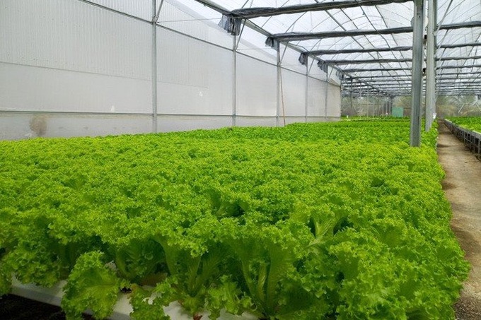 U50 director quits his job, starts a vegetable growing business, earns 100 million/month - 3